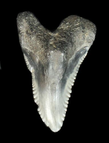 Fossil Hemipristis Tooth - Georgia #43055